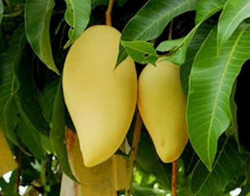 Mangifera indica - NAM DOC MAI - Grafted Thai Mango