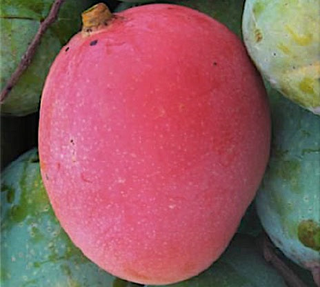 Mangifera indica - R2E2 - Grafted Australian Mango