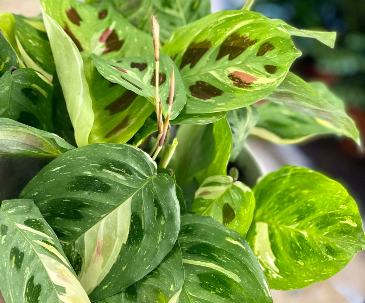 Maranta leuconeura - Variegated Prayer Plant
