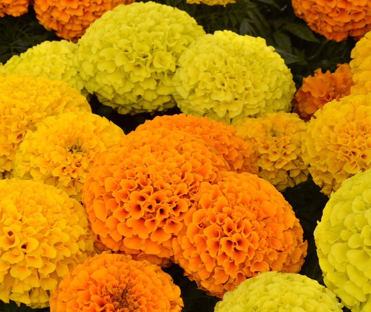 Marigold African - Taishan® MIX - Tagetes erecta