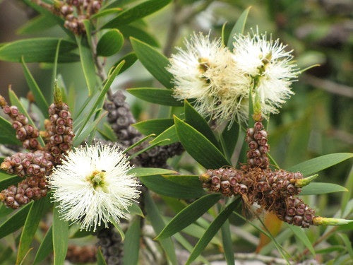 Melaleuca quinquenervia - Broad-Leaved Paperbark