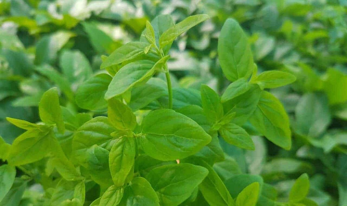 Mentha australis - Australian Mint Tucker Bush