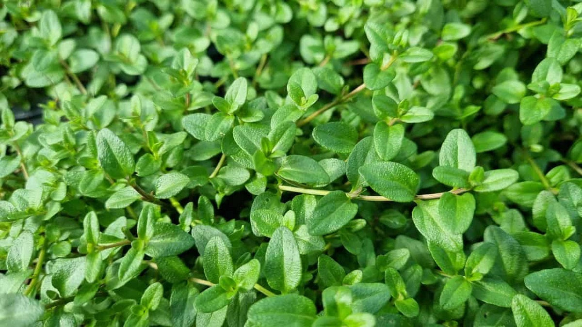 Mentha diemenica - Wild Mint Tucker Bush