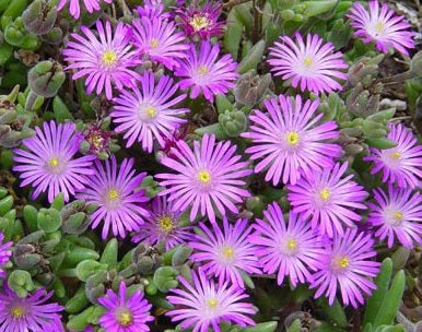Mesembryanthemum - MAUVE - Pigface