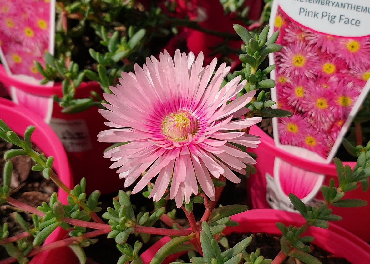 Mesembryanthemum - PINK - Pigface