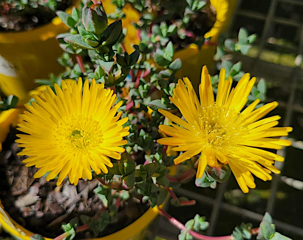 Mesembryanthemum - YELLOW - Pigface