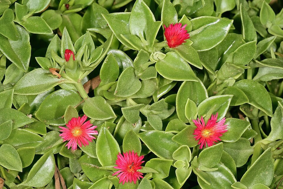 Mesembryanthemum cordifolium - Baby Sunrose Aptenia