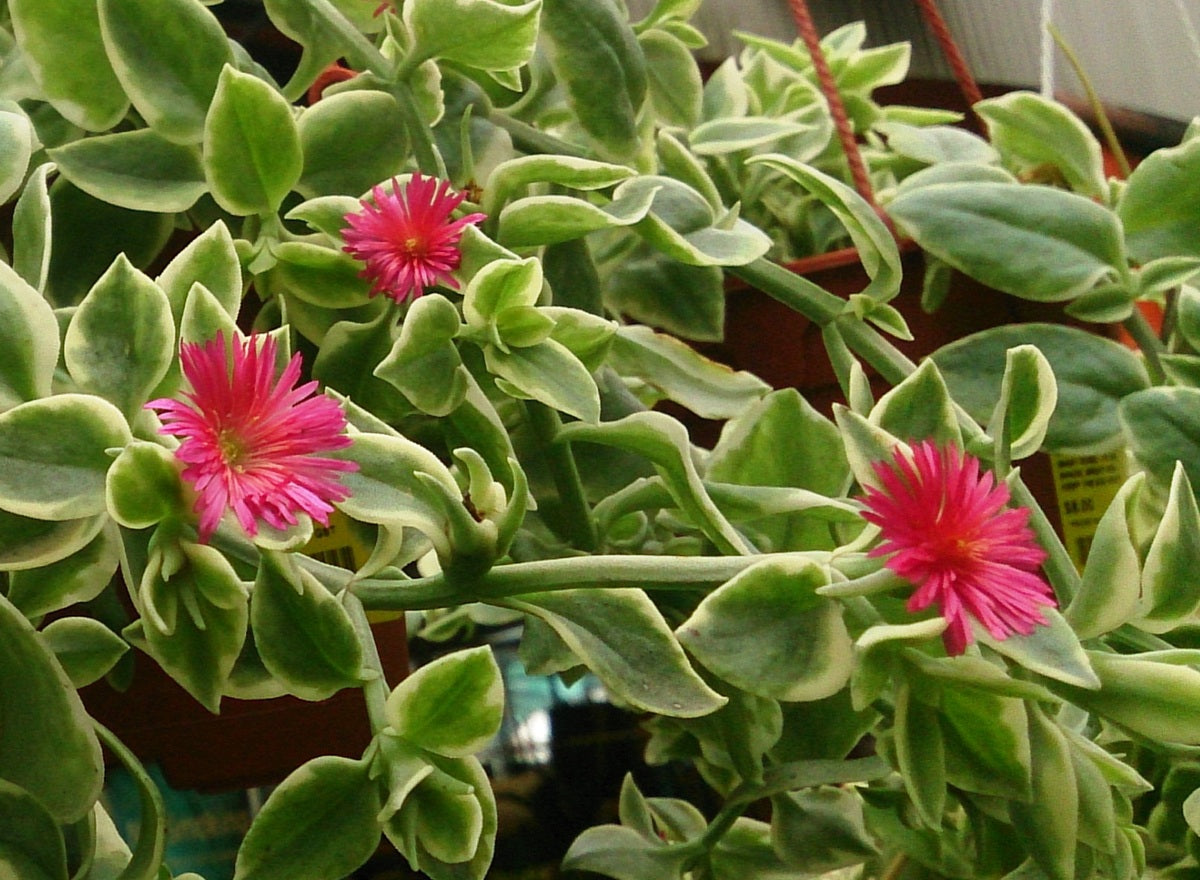 Mesembryanthemum cordifolium - Variegated Baby Sunrose Aptenia