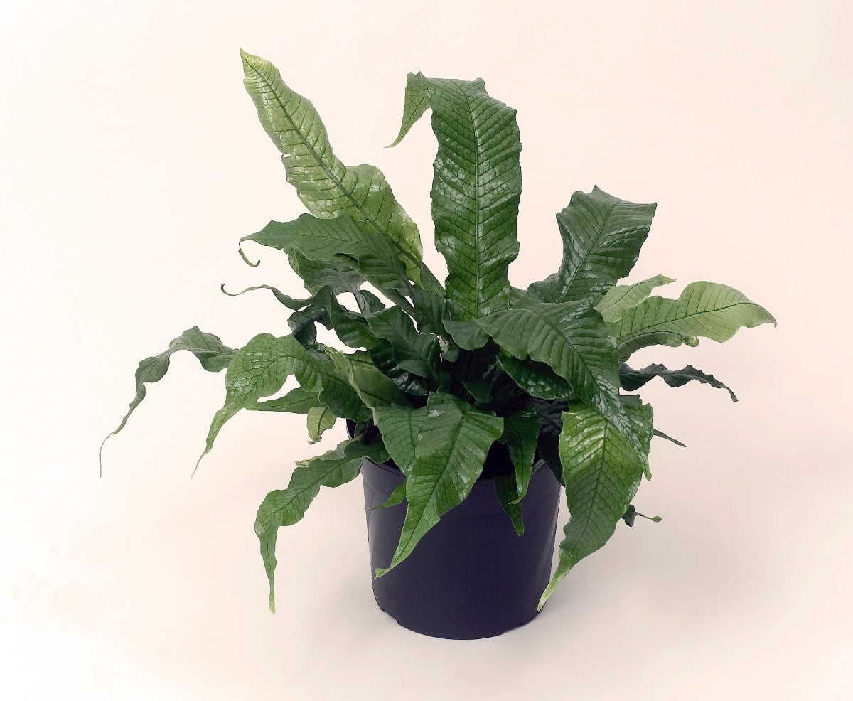 Microsorum musifolium - CROCODYLLUS - Crocodile Fern