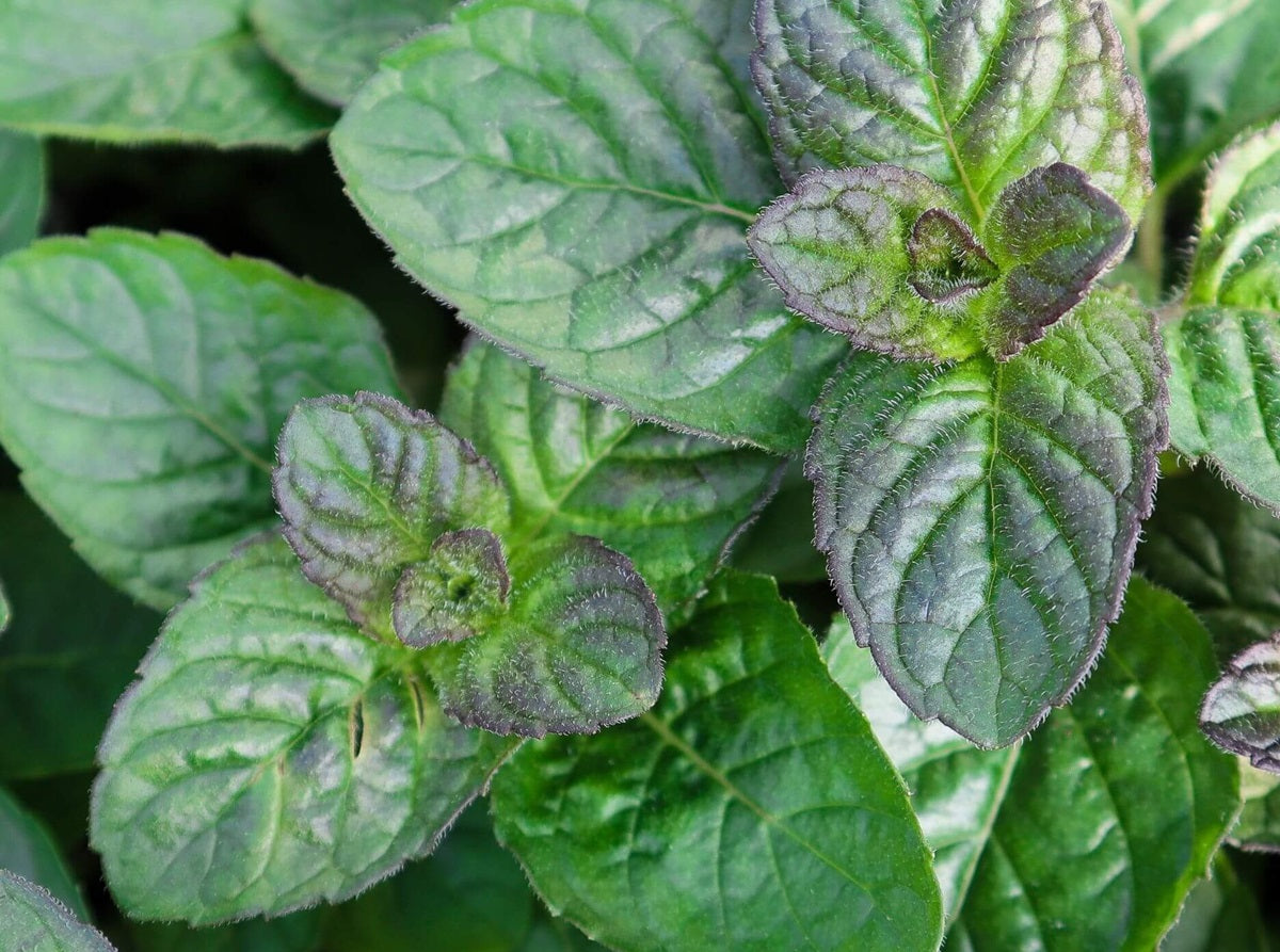 Mint - BERRIES AND CREAM - Mentha