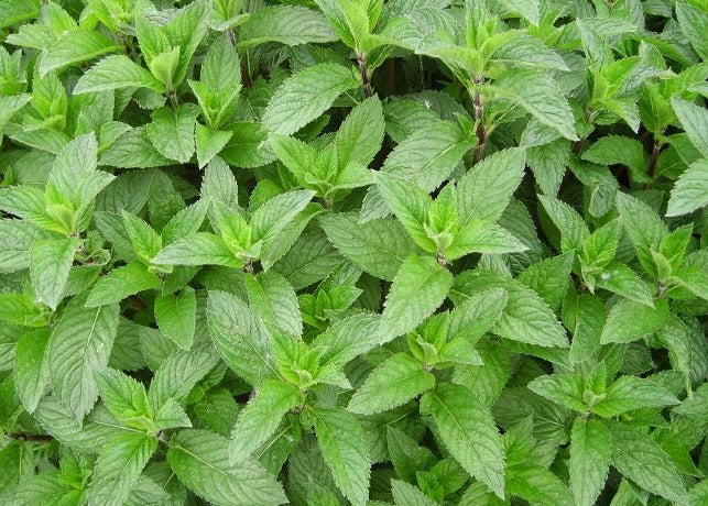 Mint - JULEP - Mentha x piperita citrata