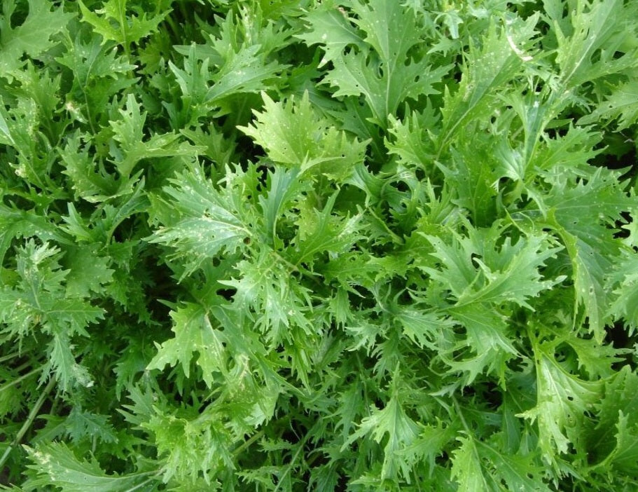 Mizuna - Brassica rapa Japonica Group