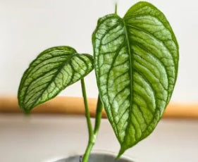 Monstera siltepecana - EL SALVADOR - Silver Monstera