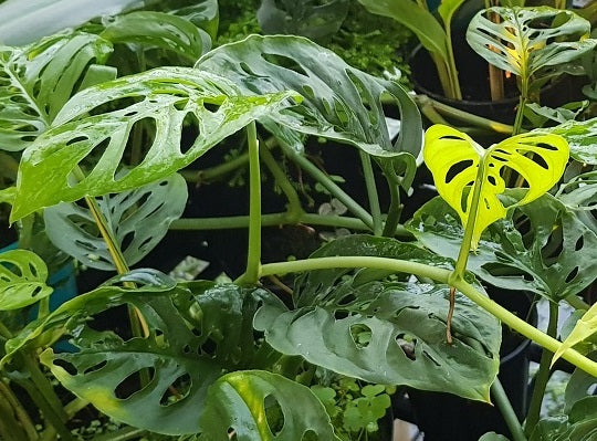 Monstera adansonii - Swiss Cheese Plant