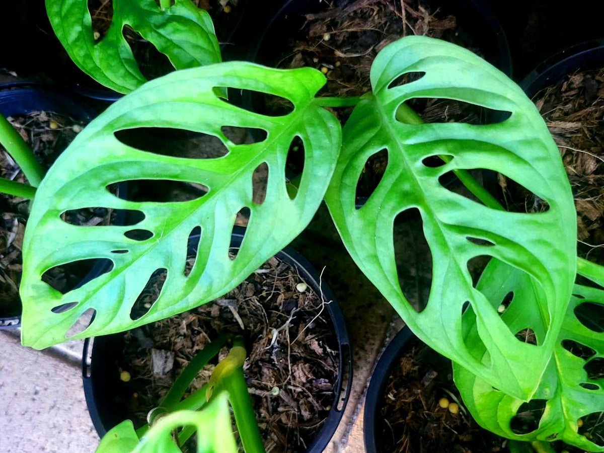 Monstera adansonii - MONKEY MASK - Swiss Cheese Plant Hanging Basket