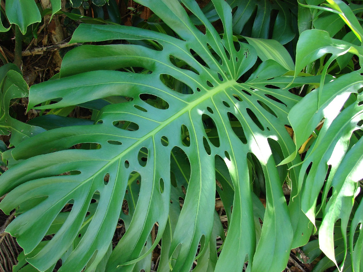 fruit salad plant - monstera deliciosa Monstera deliciosa