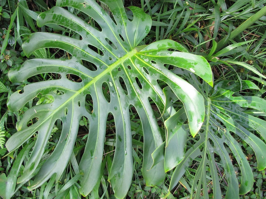 Monstera deliciosa - TAUERII - Fruit Salad Plant
