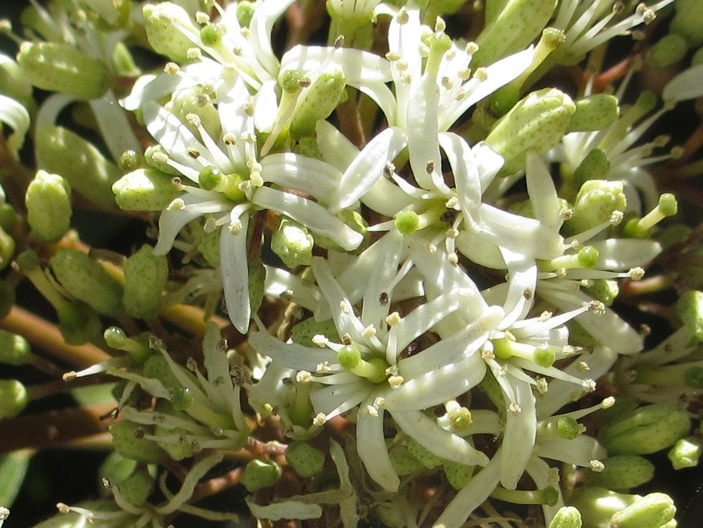 Bergera koenigii - Curry Tree