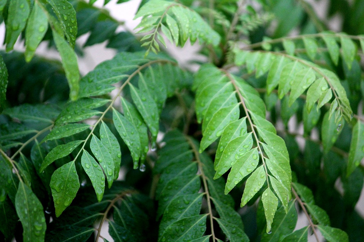 Bergera koenigii - Curry Tree