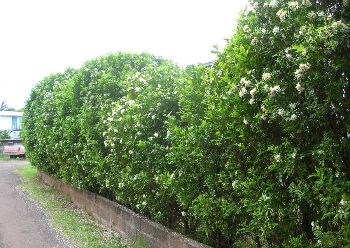 Murraya paniculata - Orange Jessamine