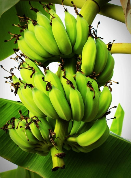Musa x paradisiaca - PISANG CEYLON - Banana