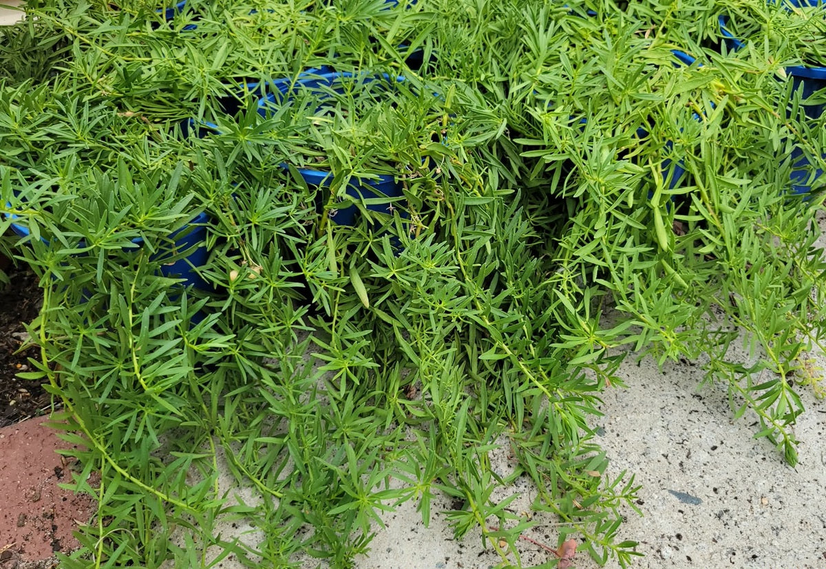 Myoporum parvifolium - BROAD-LEAF - Creeping Boobialla