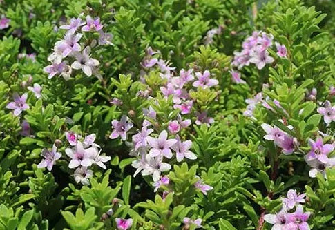 Myoporum parvifolium - ROSEA - Pink Creeping Boobialla Tubestock