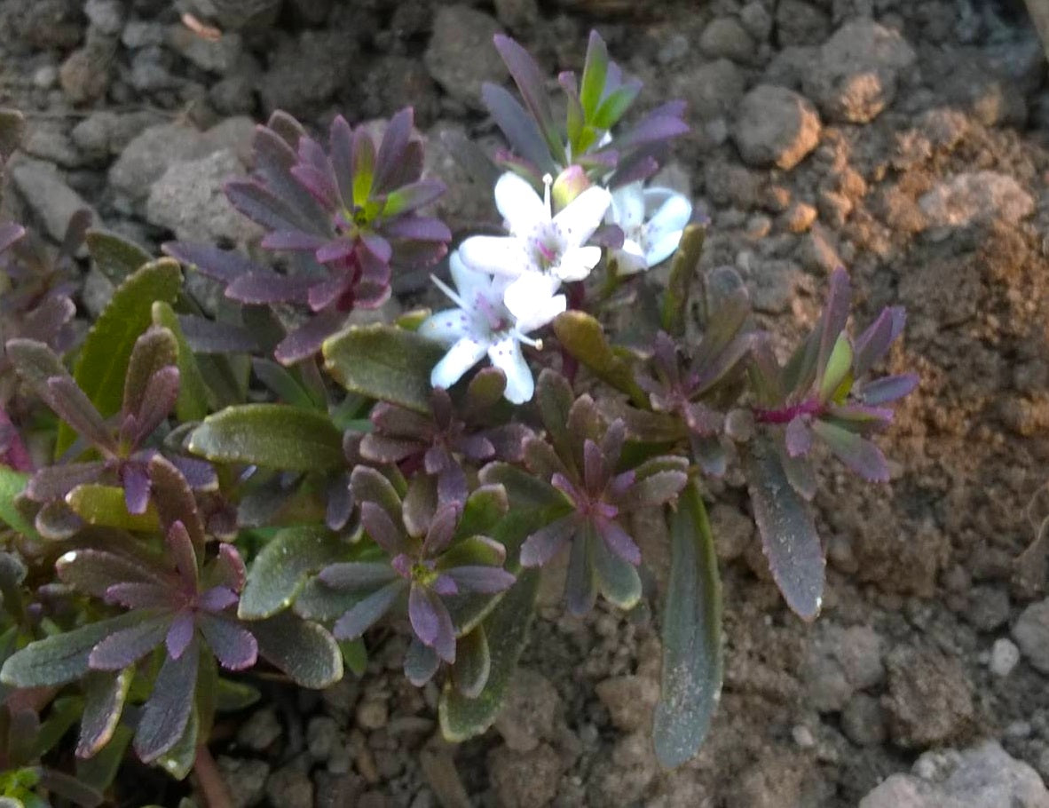 Myoporum parvifolium purpurea - Purple-Leaf Creeping Boobialla