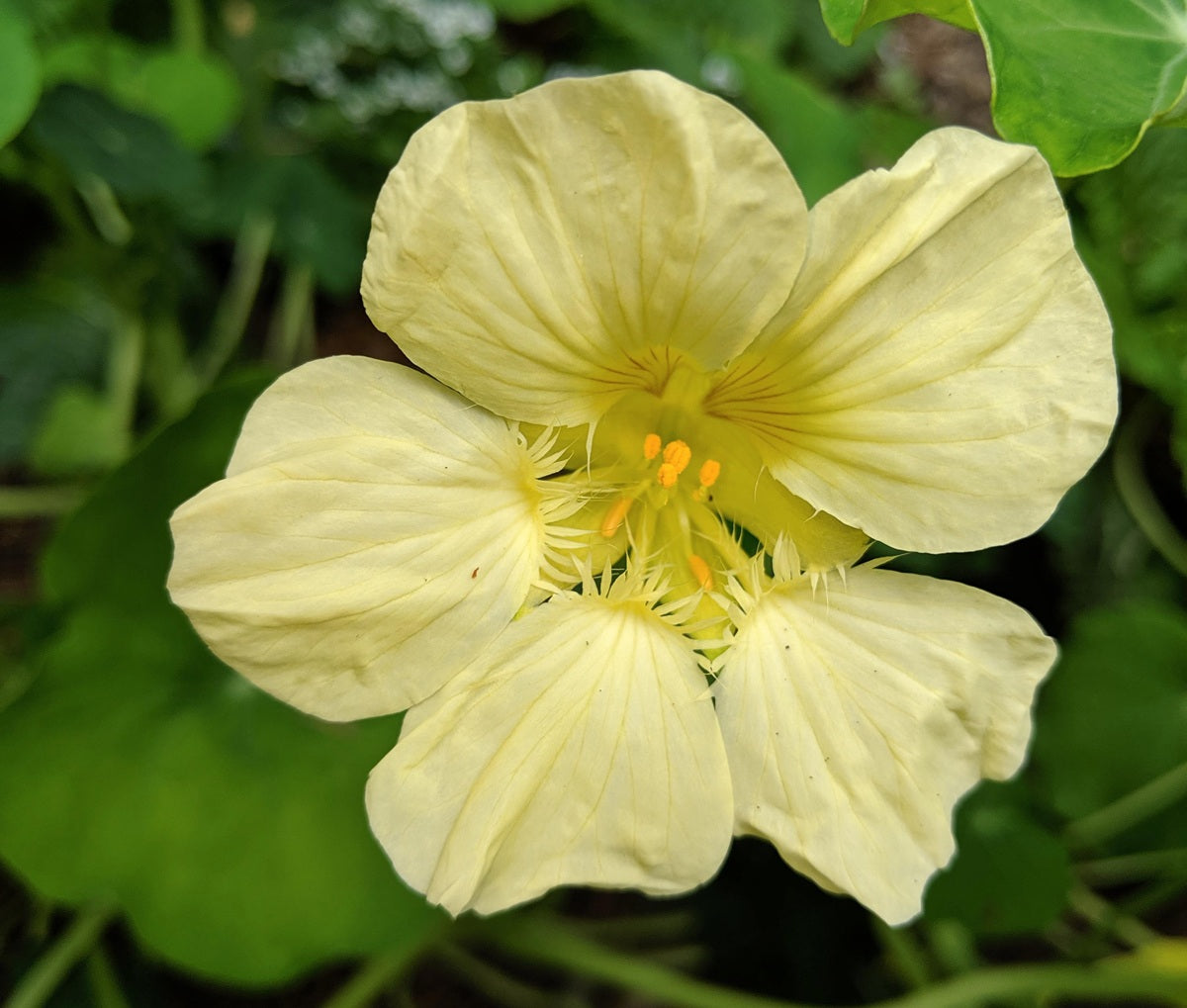Nasturtium - CREAM - Tropaeolum majus