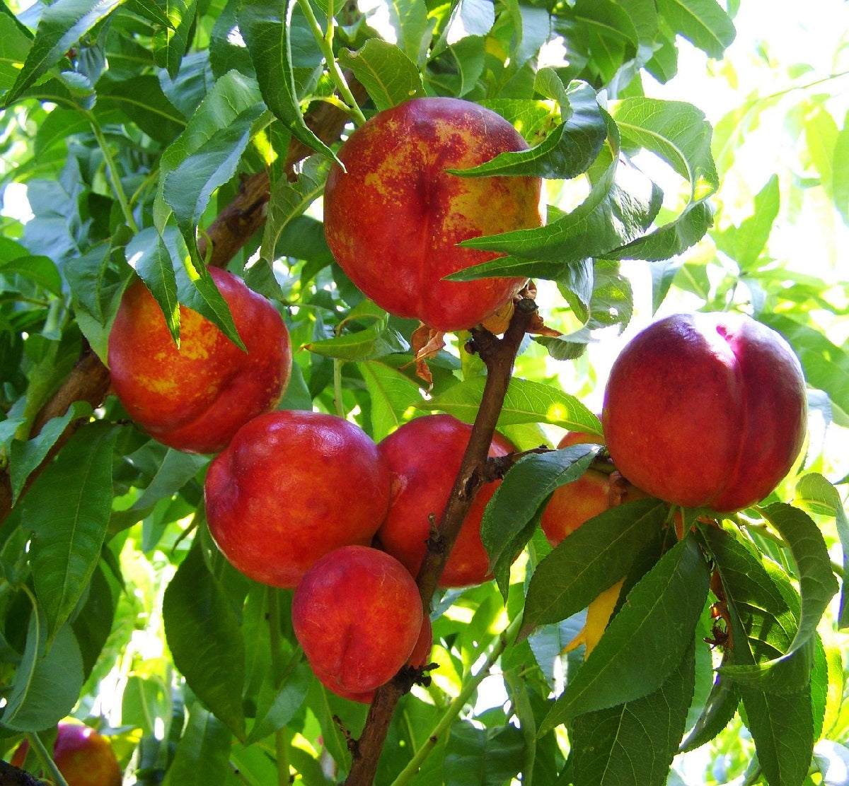 Prunus persica - FANTASIA - Dwarf Nectarine