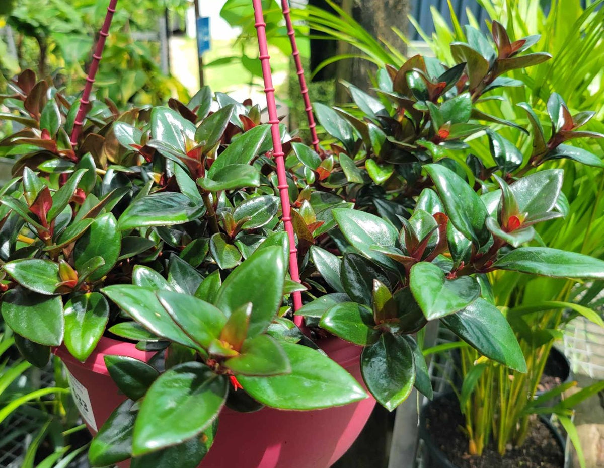 Nematanthus - SAO PAULO - Goldfish Plant Hanging Basket