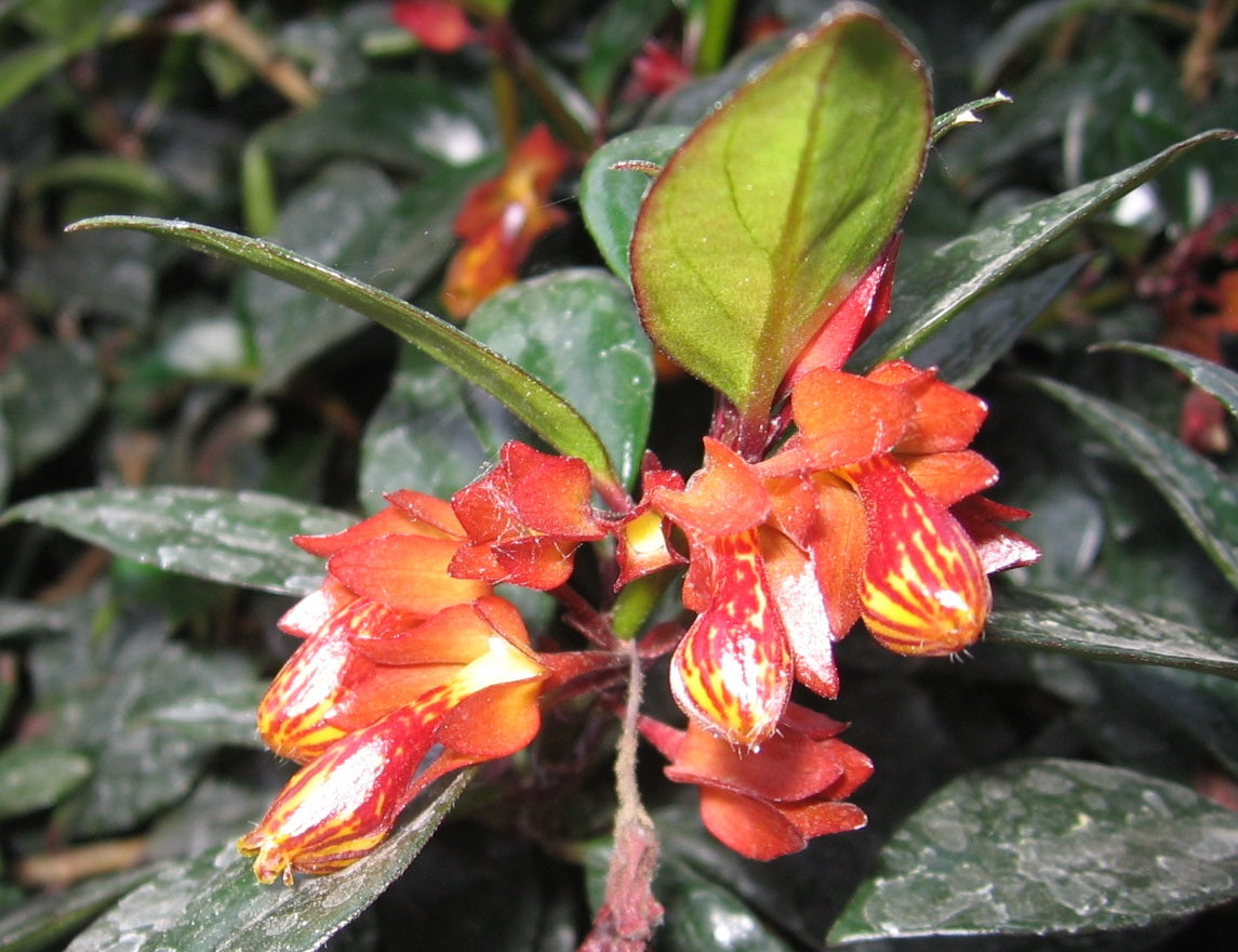 Nematanthus - TROPICANA - Goldfish Plant Hanging Basket