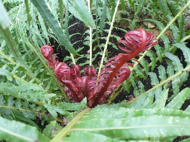 Neoblechnum brasiliense - Brazilian Tree Fern