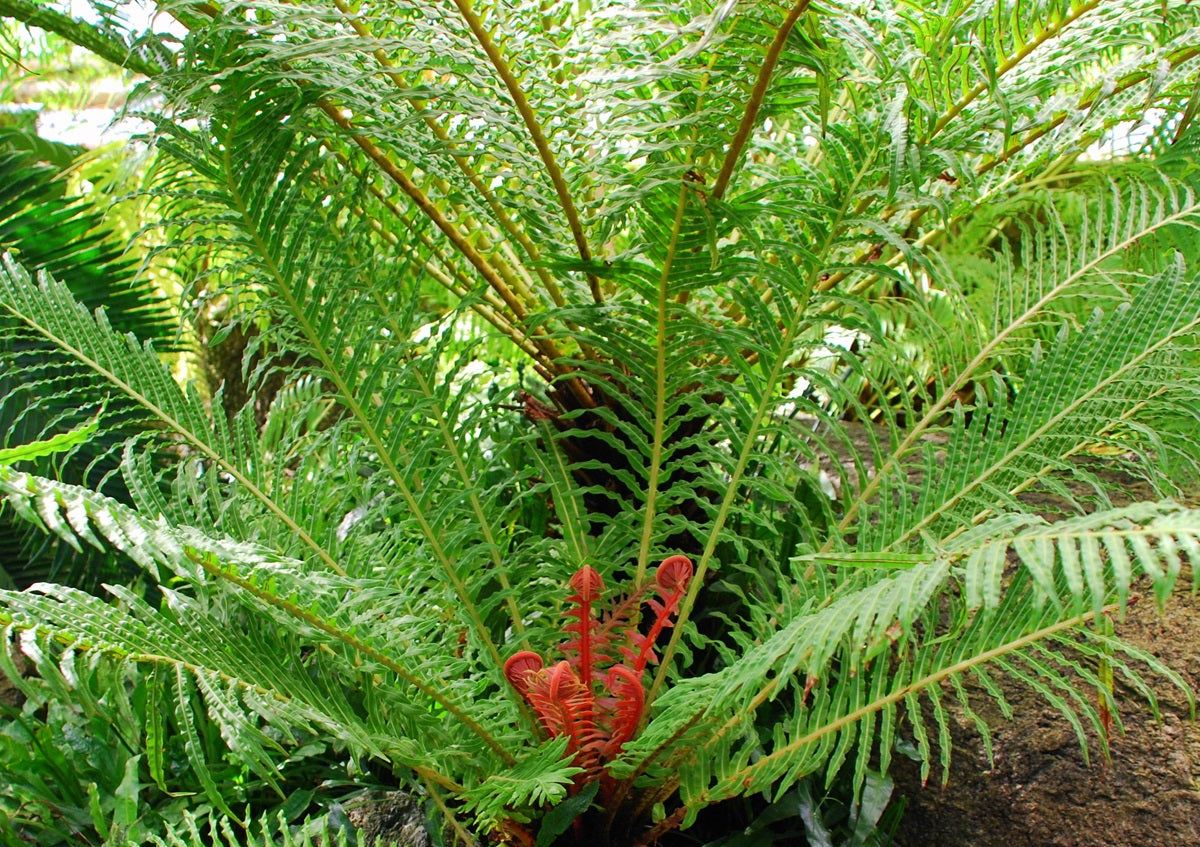 Neoblechnum brasiliense - Brazilian Tree Fern