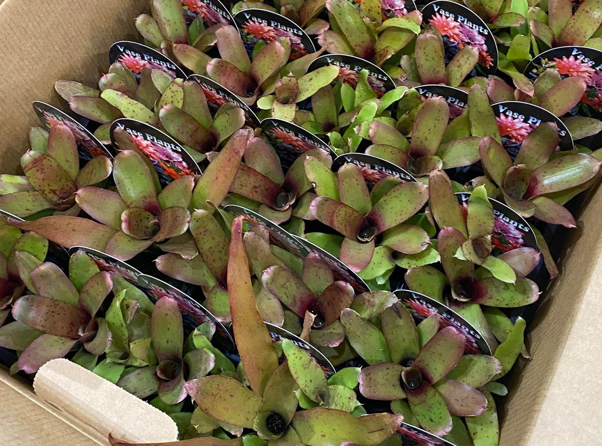 Neoregelia