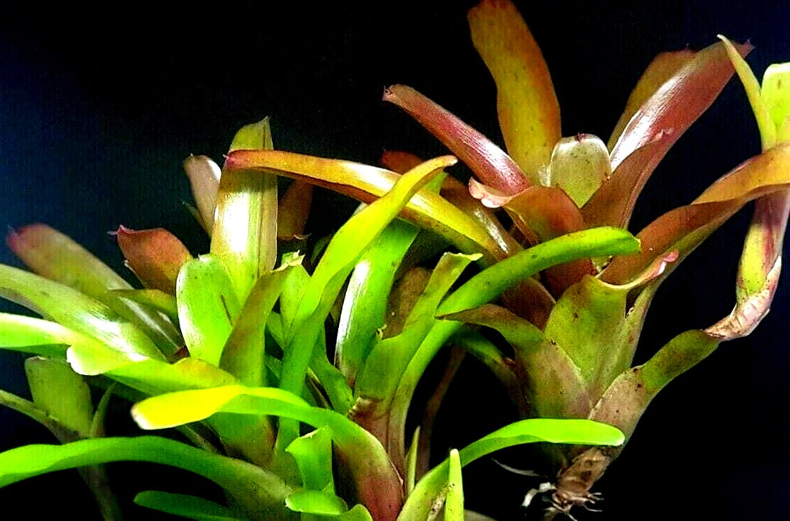 Neoregelia - SHORT AND SWEET