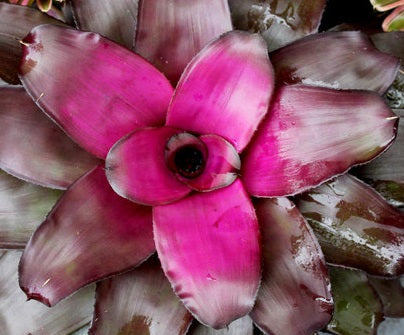 Neoregelia - VOODOO DOLL