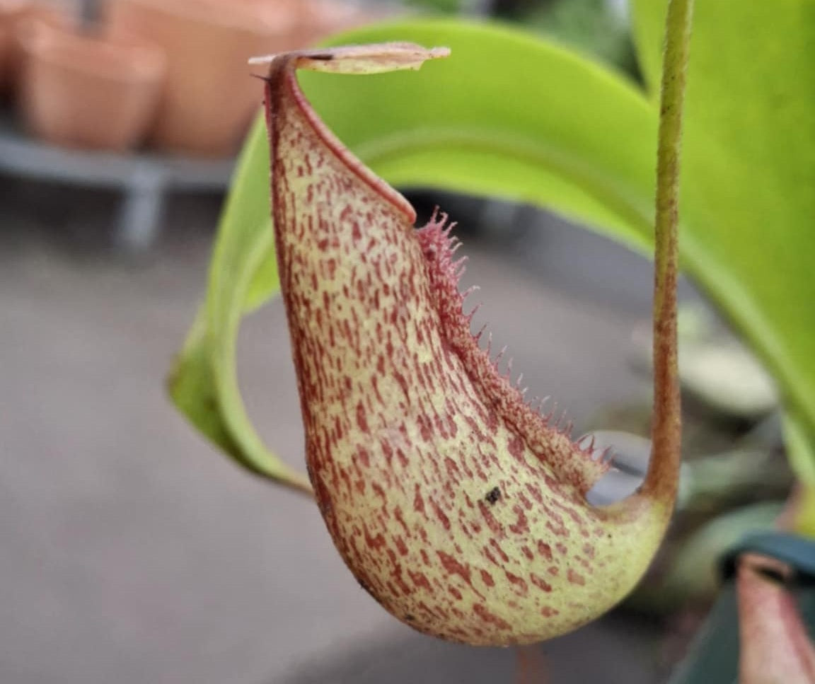 Nepenthes fusca x maxima - GENTLE - Pitcher Plant Hanging Basket