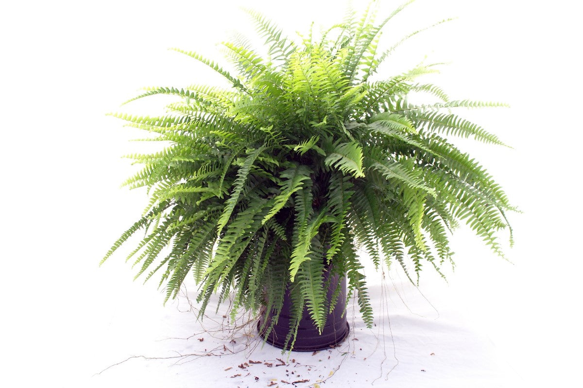 Nephrolepis exaltata - Boston Fern Coir Hanging Basket