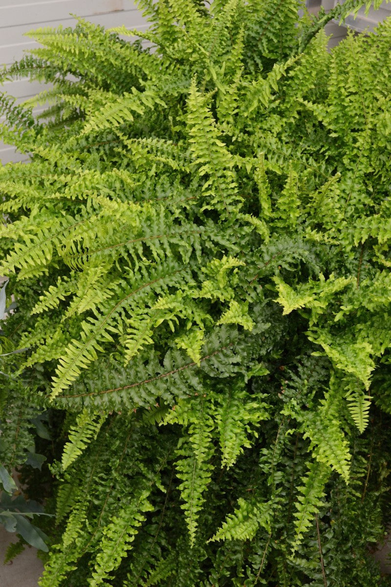 Nephrolepis exaltata - TEDDY JUNIOR - Boston Fern