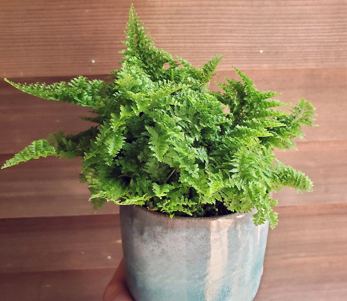Nephrolepis exaltata - SMITHII - Cotton Candy Fern
