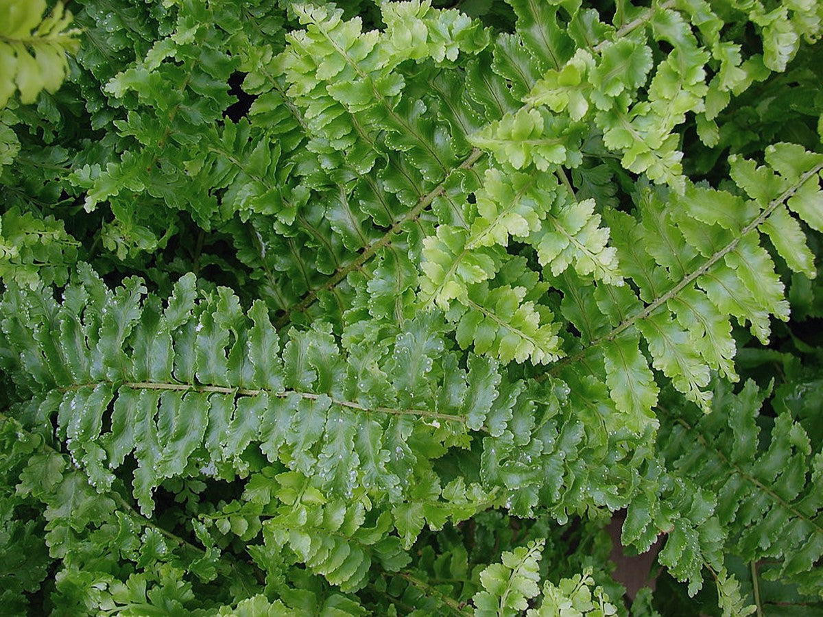 Nephrolepis exaltata - FLUFFY RUFFLES - Boston Fern