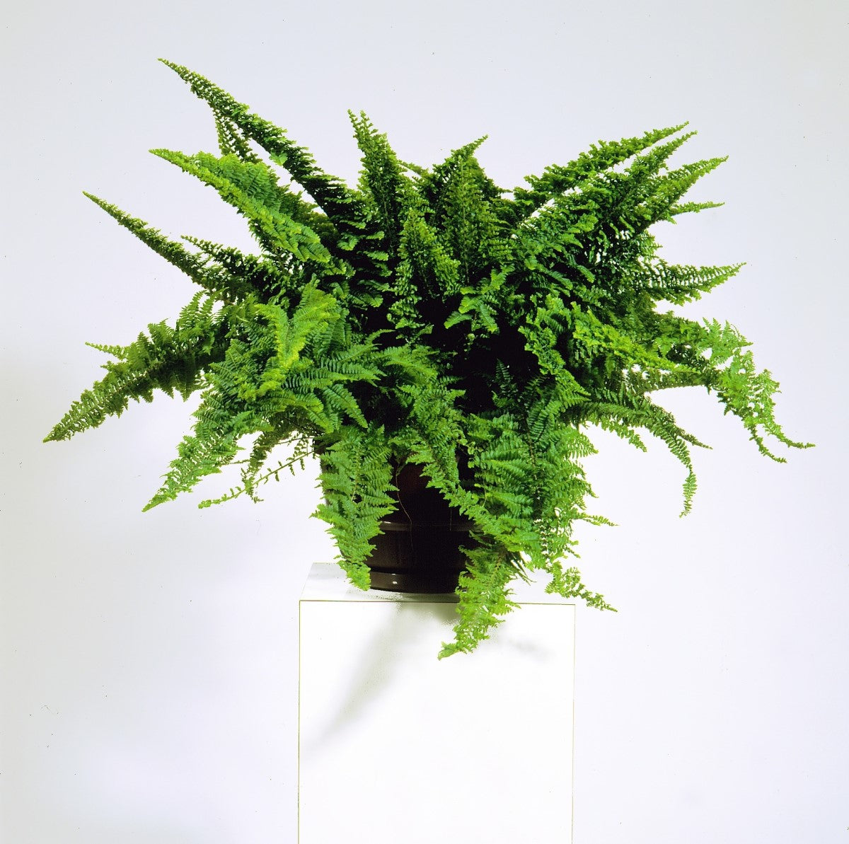 Nephrolepis exaltata - FLUFFY RUFFLES - Boston Fern