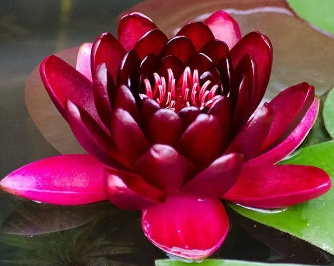 Nymphaea - BLACK PRINCESS - Water Lily