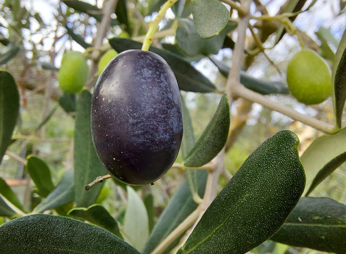 Olea europaea - FRANTOIO - Olive