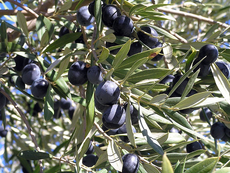 Olea europaea - JUMBO KALAMATA - Olive