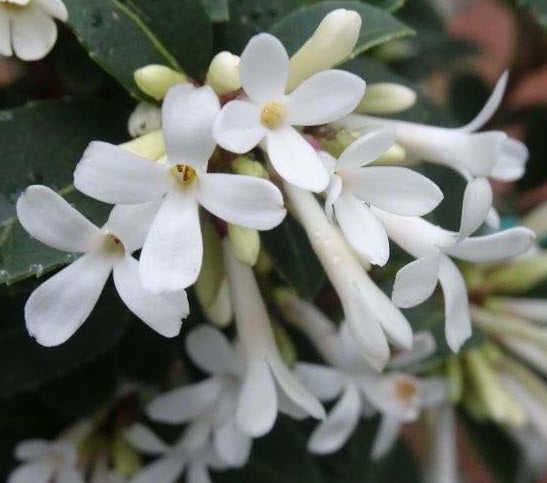 Osmanthus delavayi - HEAVEN SCENT - Delavay Teaolive