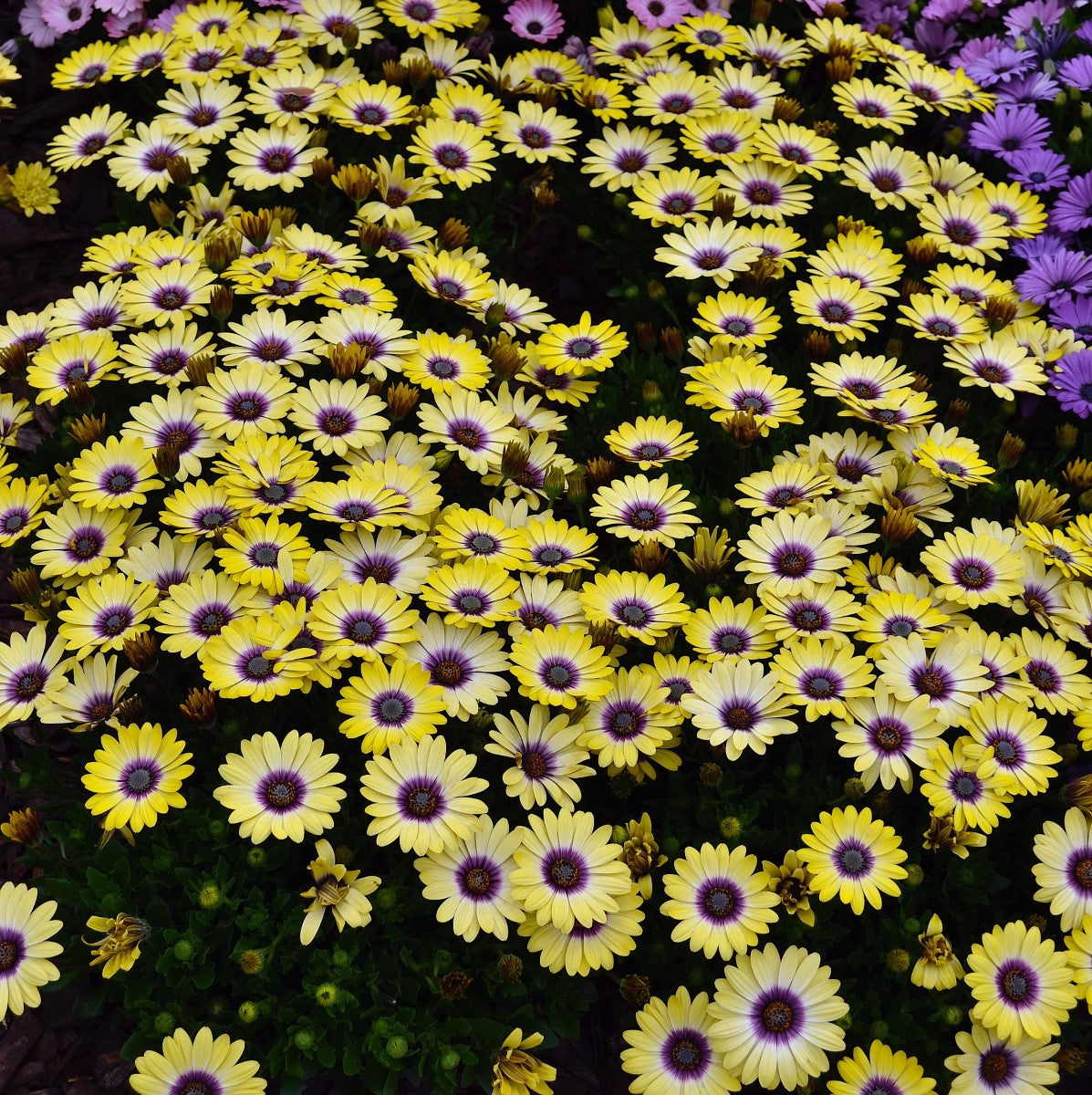 Osteospermum - BLUE EYED BEAUTY - African Daisy