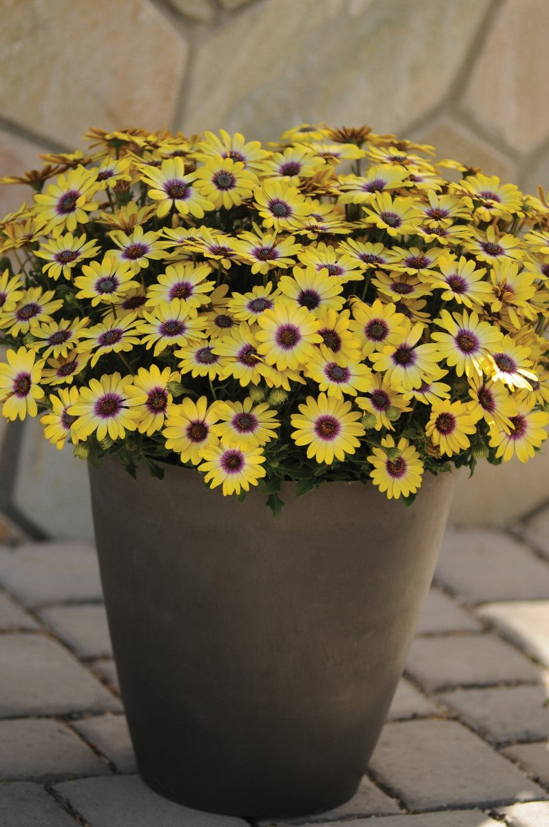 Osteospermum - BLUE EYED BEAUTY - African Daisy
