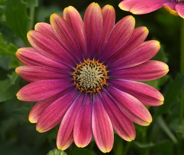Osteospermum - PINK SUN - African Daisy